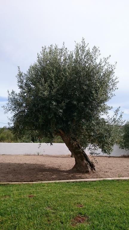 Casa Das Oliveiras Alvados Habitación foto